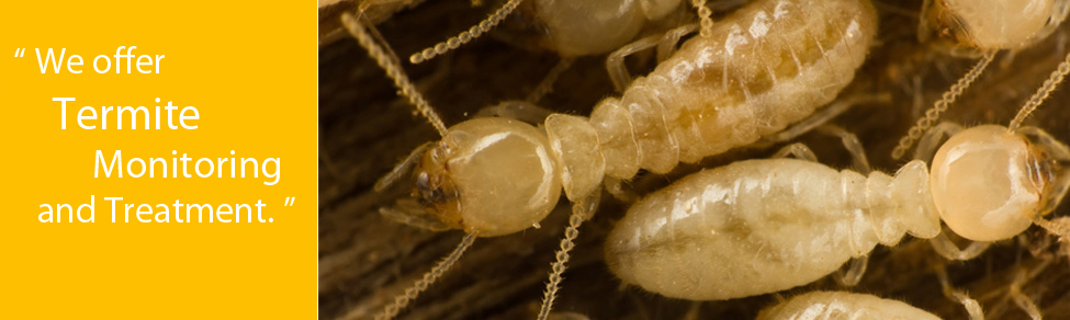 We offer termite monitoring and treatment